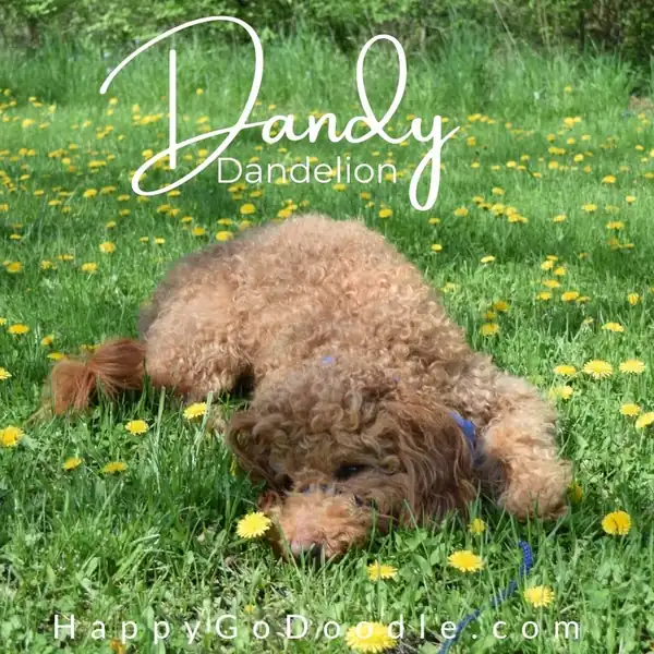 101 Best Flower Names for Dogs (With Descriptions)🌸 - Happy-Go-Doodle®