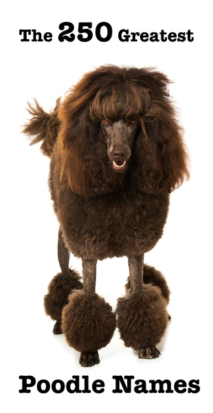 Poodle Names - Over 650 Awesome Ideas For Your Curly Pup