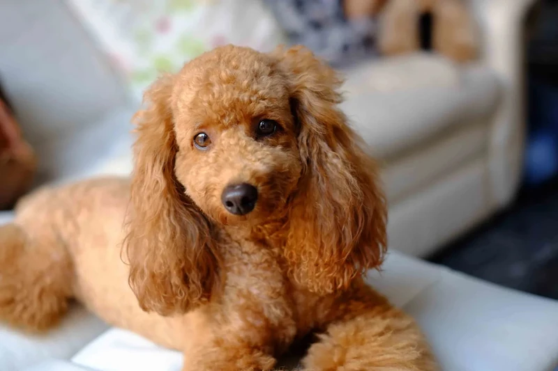Cute and Classy Poodle Names: 70 Top Picks for Your Sophisticated Pet