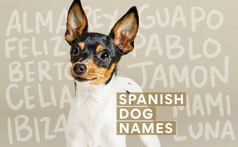 Spanish Dog Names: 200+ Spanish Names for Your Pup | Chewy