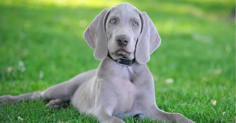 Dog Breeds That Start With W: From Weimaraner to Whoodle – Woof Blankets