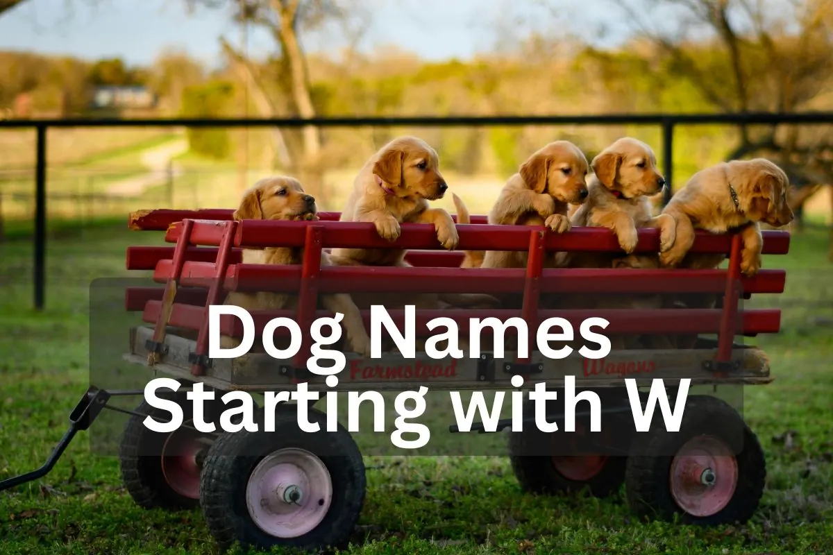 Sweet Male Dog Names Starting With W (Source: barksy.app)