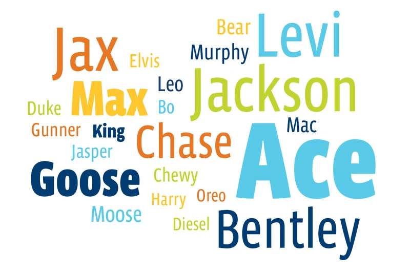 Male Dog Names: 1000+ Names for Your Boy Dog – Bow Wow Labs