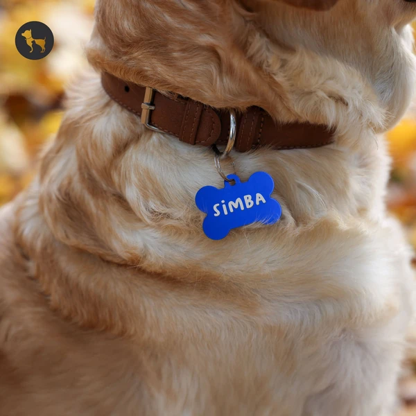 161+ Best Indian Dog Names for Your Beloved Pet