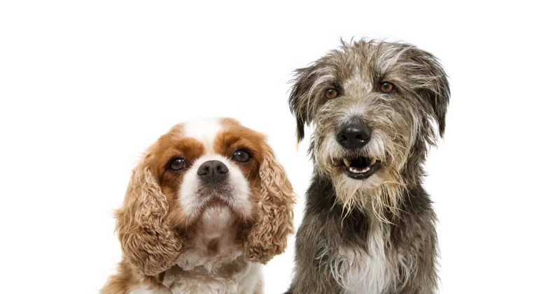 200+ Amazing Irish Dog Names (Unique, Cute, Funny & More!) - A-Z Animals