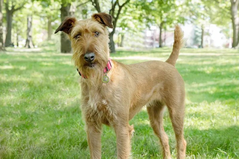 100 Irish Dog Names