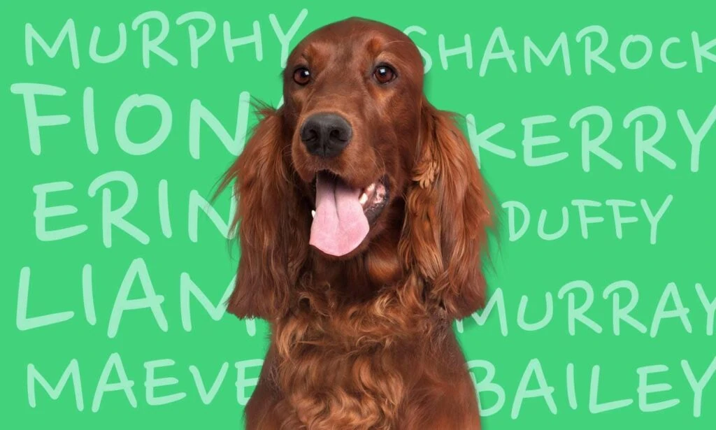 Unisex Celtic Dog Names (Source: chewy.com)