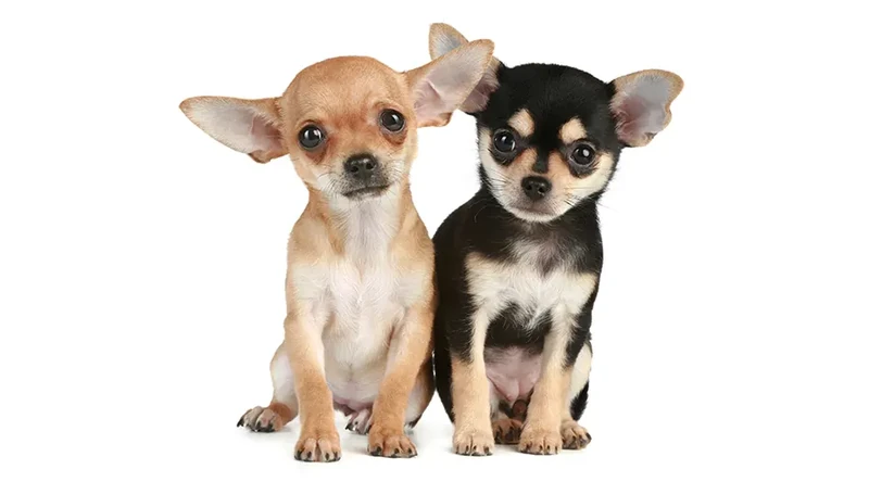 Chihuahua Dog Names for Dogs & Puppies