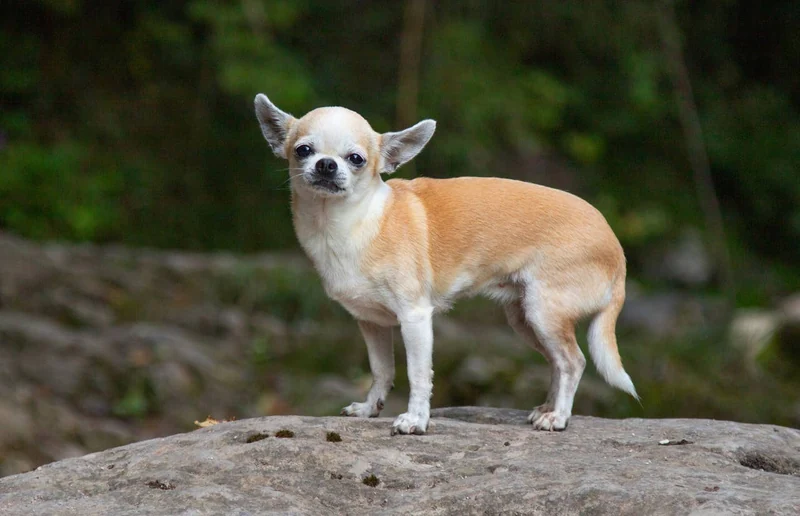 400+ Adorable and Sassy Chihuahua Names (Male, Female) - PetHelpful