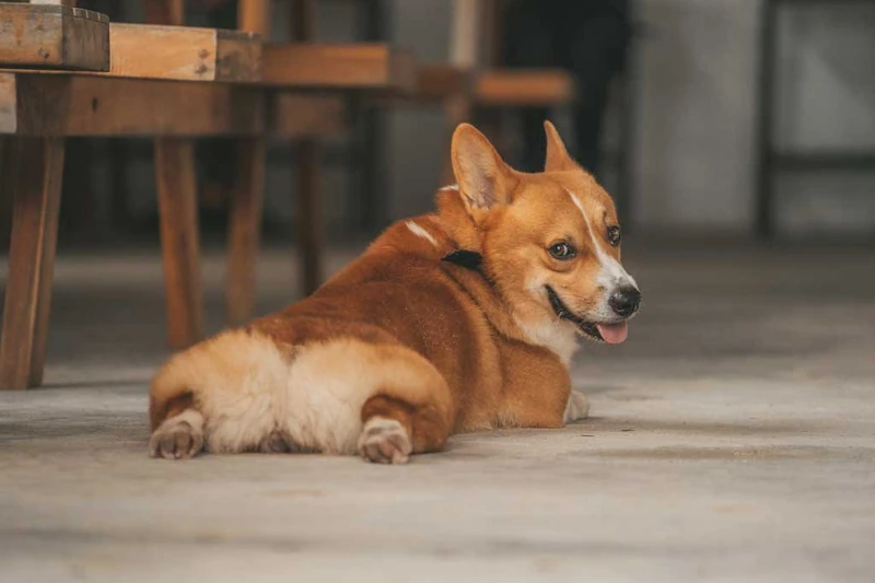 37 Brilliant Corgi Name Ideas To Help You Pick The Perfect Name