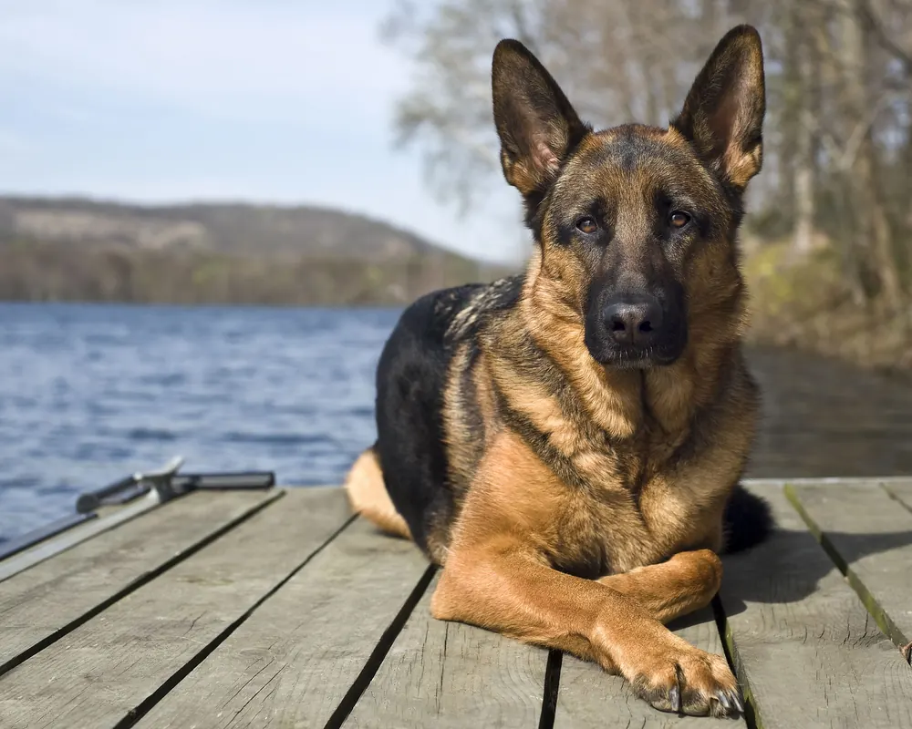 Unisex German Dog Names (Source: thesprucepets.com)