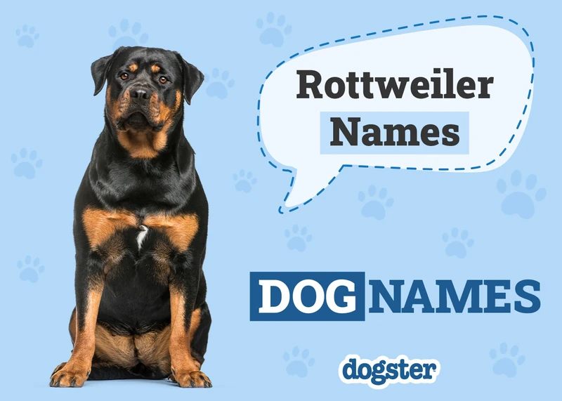 150+ Rottweiler Names: Popular & Strong Ideas for Your Rottie – Dogster
