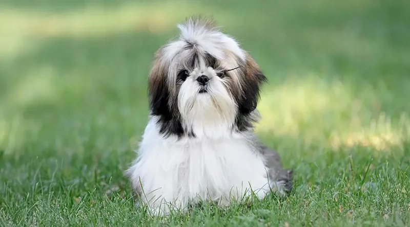 Shih Tzu Dog Names for Dogs & Puppies