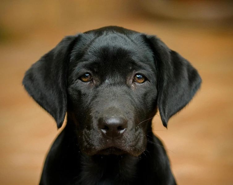 50+ Spanish Dog Names with Meanings for Male & Female Dogs