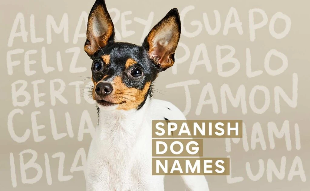 Unisex Spanish Dog Names (Source: chewy.com)